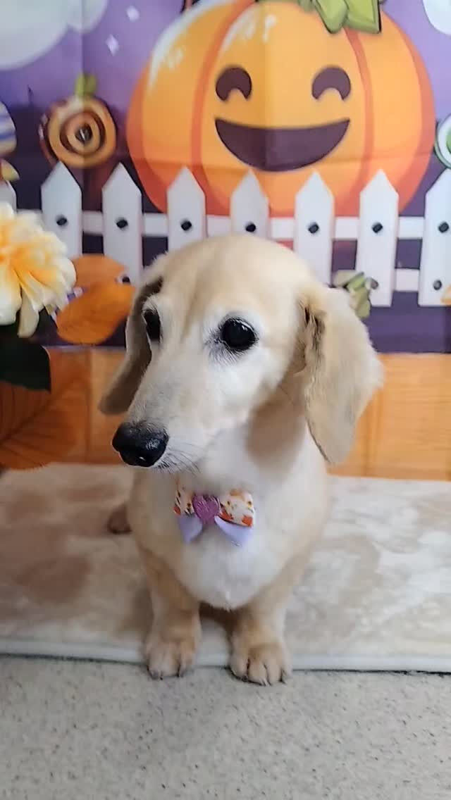 マロンちゃん🐶