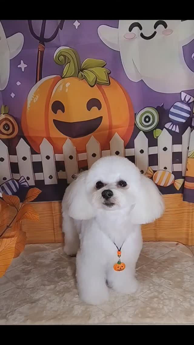 マロちゃん🐶