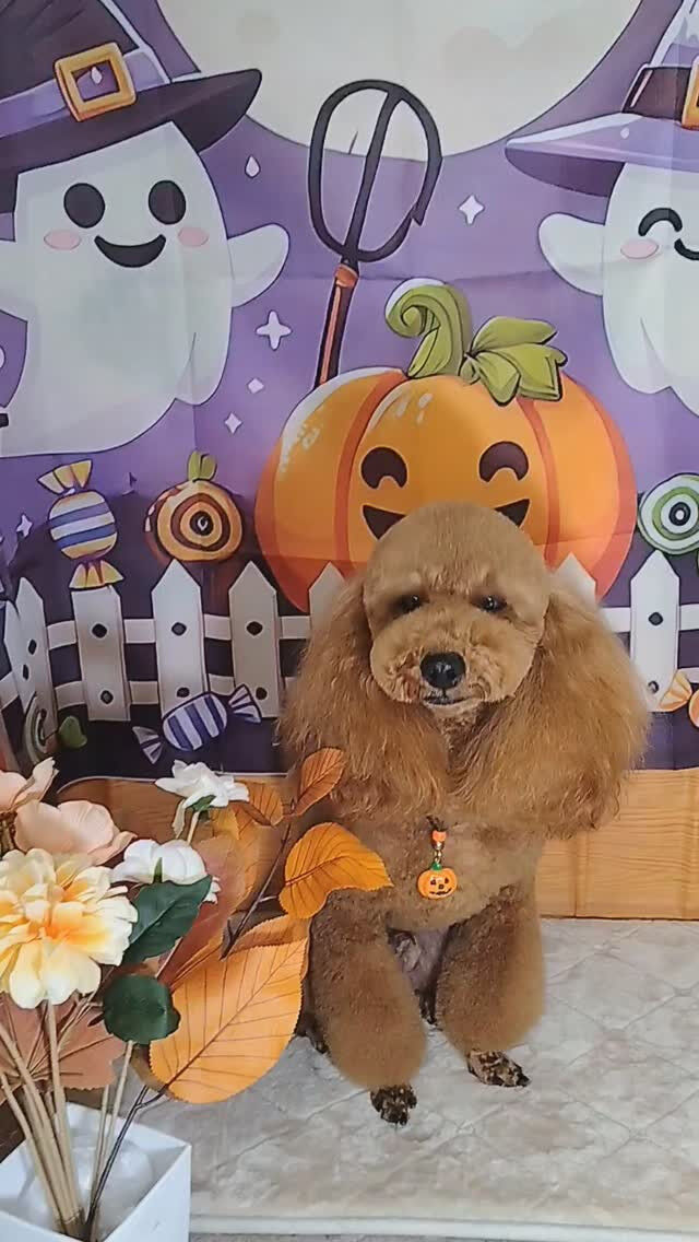 天ちゃん🐶