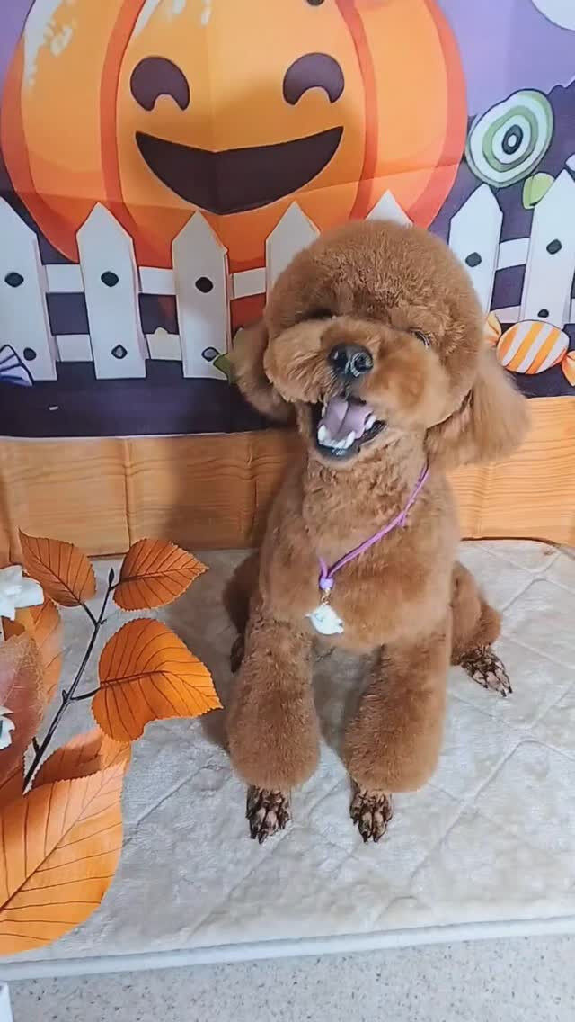 文ちゃん🐶