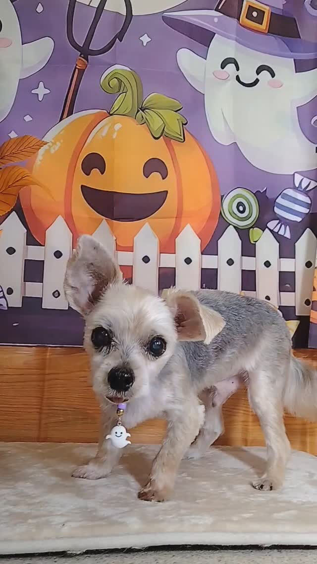 鈴太郎くん🐶
