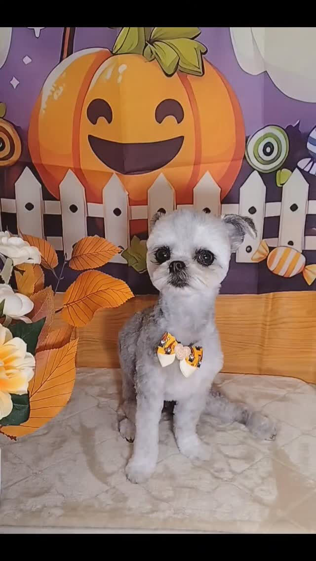 はなちゃん🐶