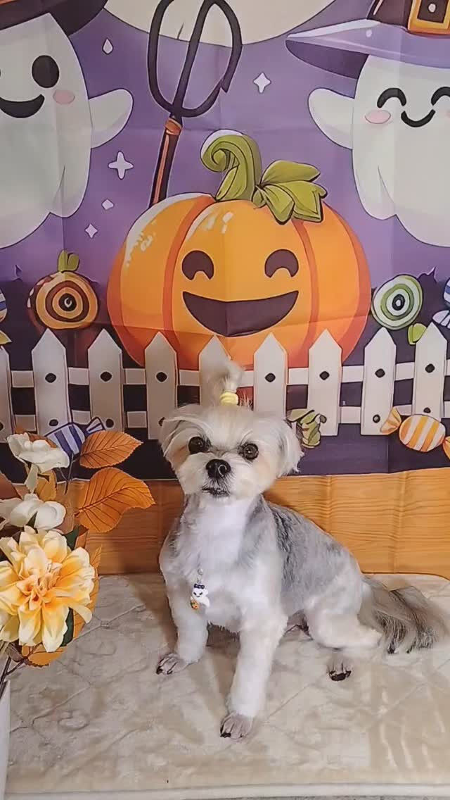 のんちゃん🐶