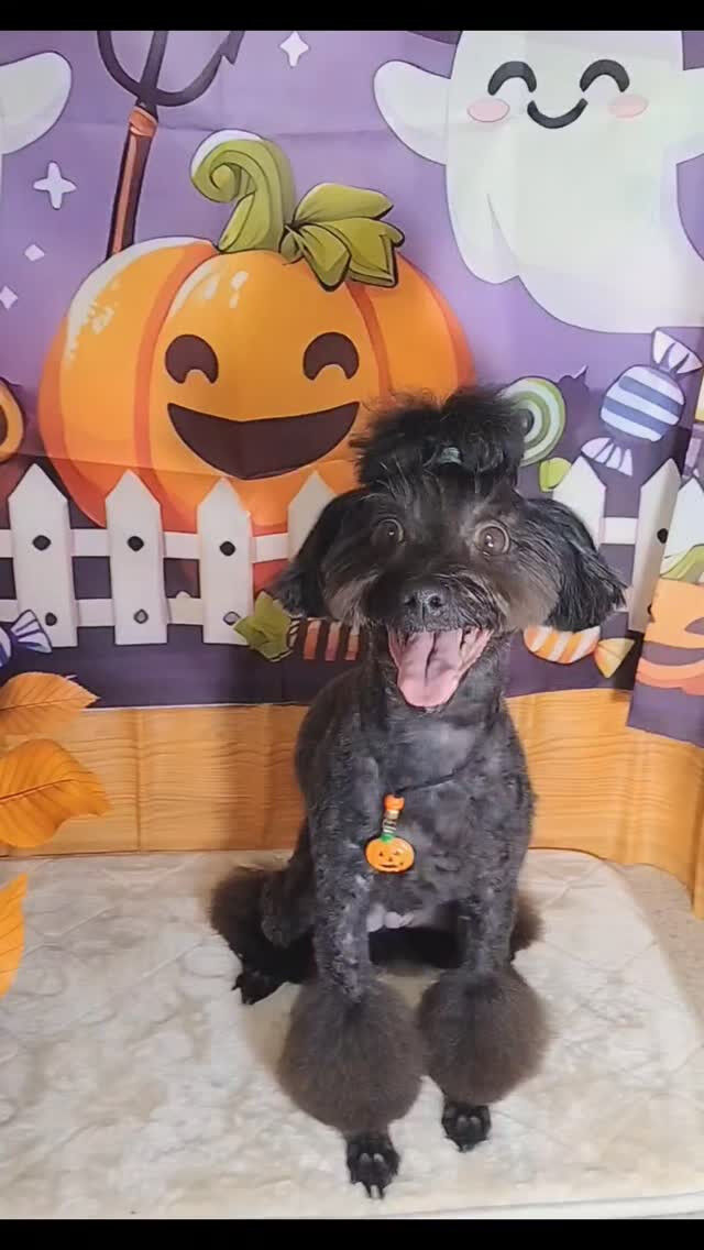 ナツちゃん🐶