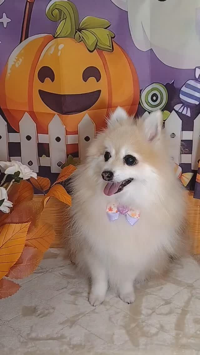 おまめちゃん🐶