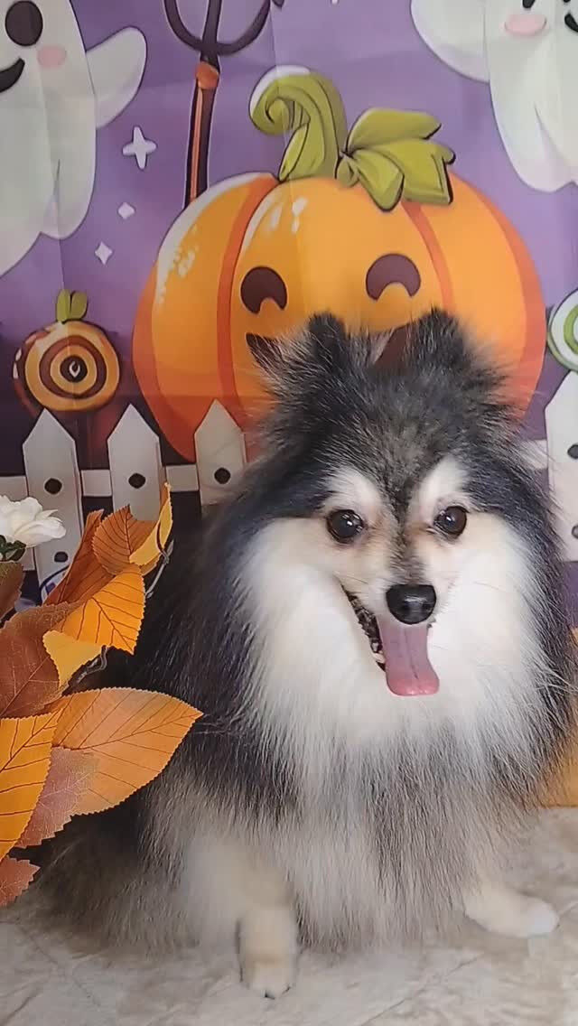 レオくん🐶