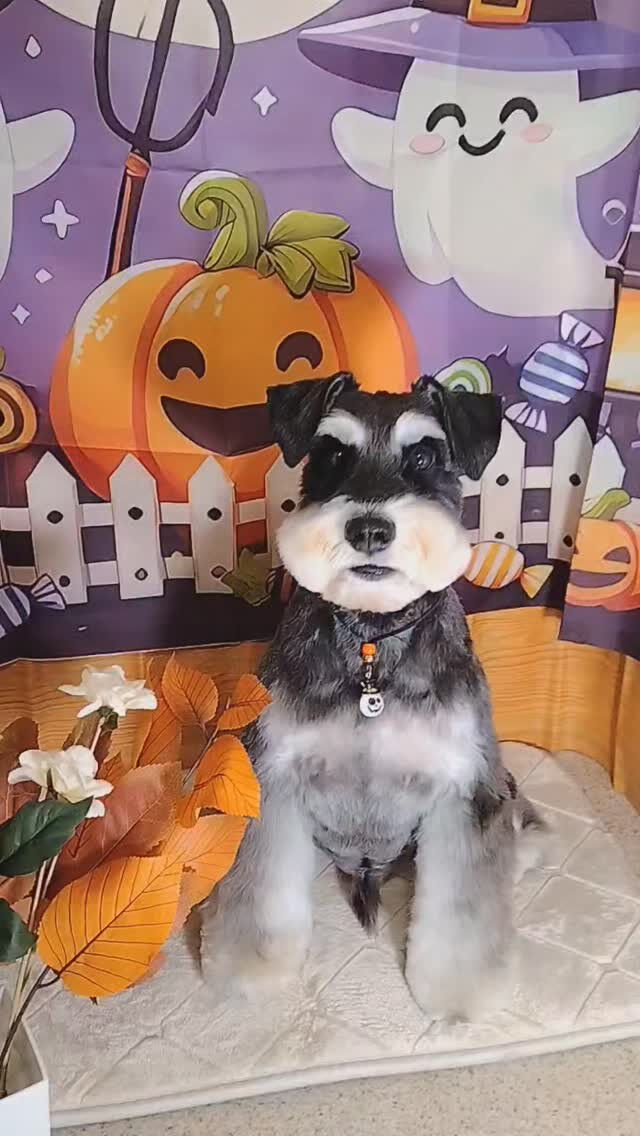 あかねちゃん🐶