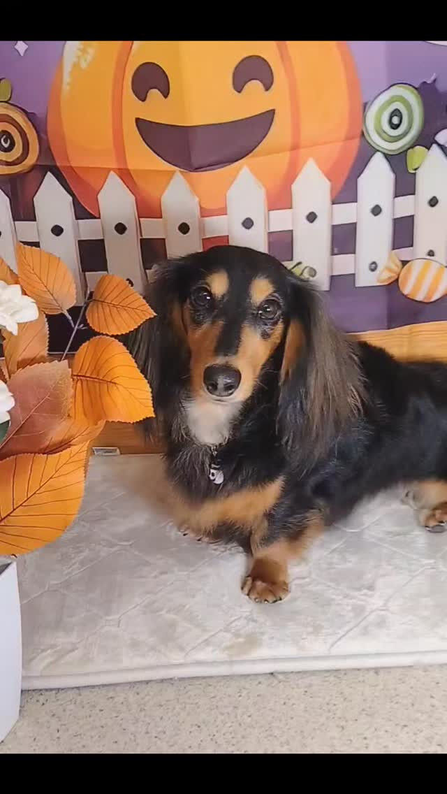 オズちゃん🐶