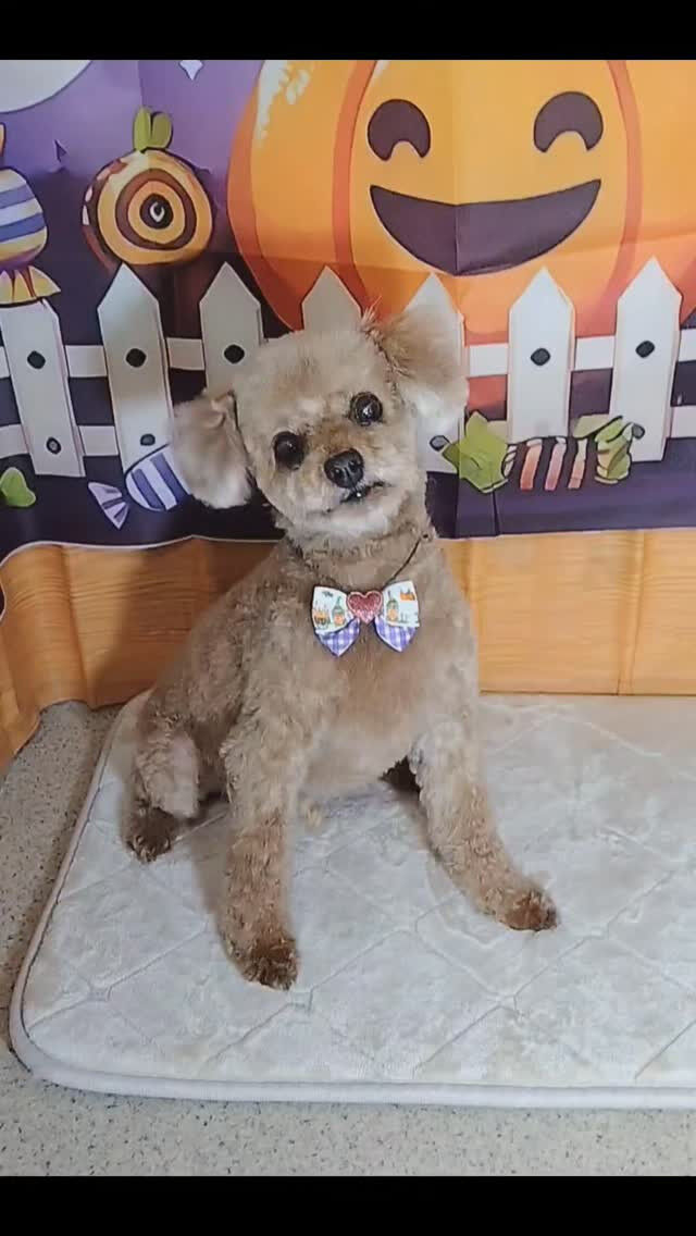 マカロンくん🐶