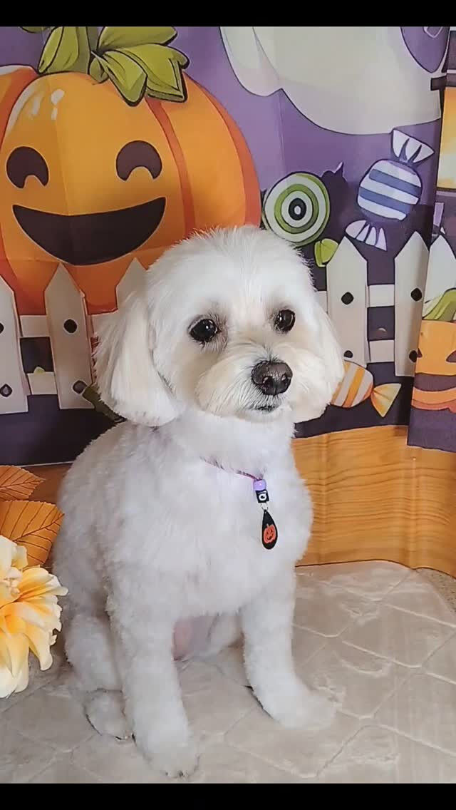 まろちゃん🐶