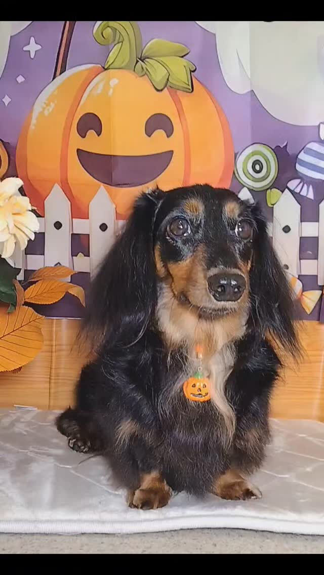 心愛ちゃん🐶