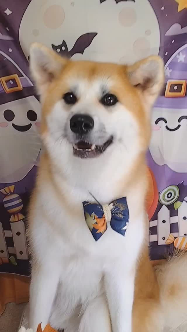 輝ちゃん🐶