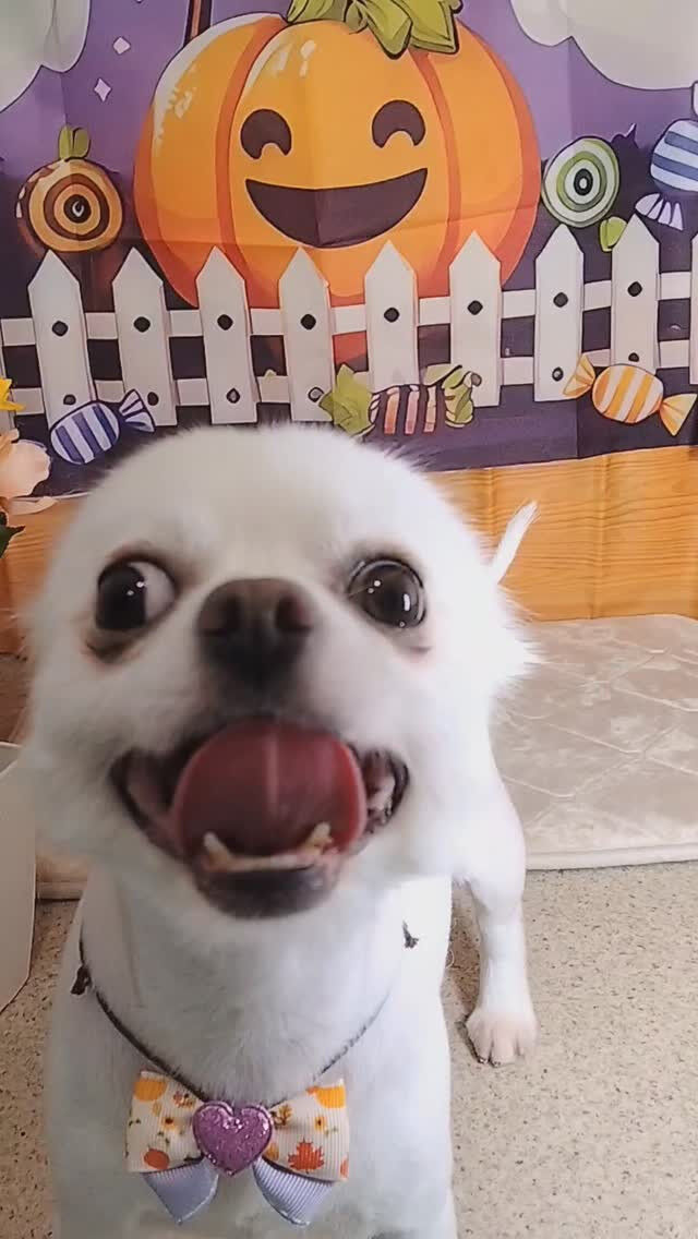 ミルクちゃん🐶
