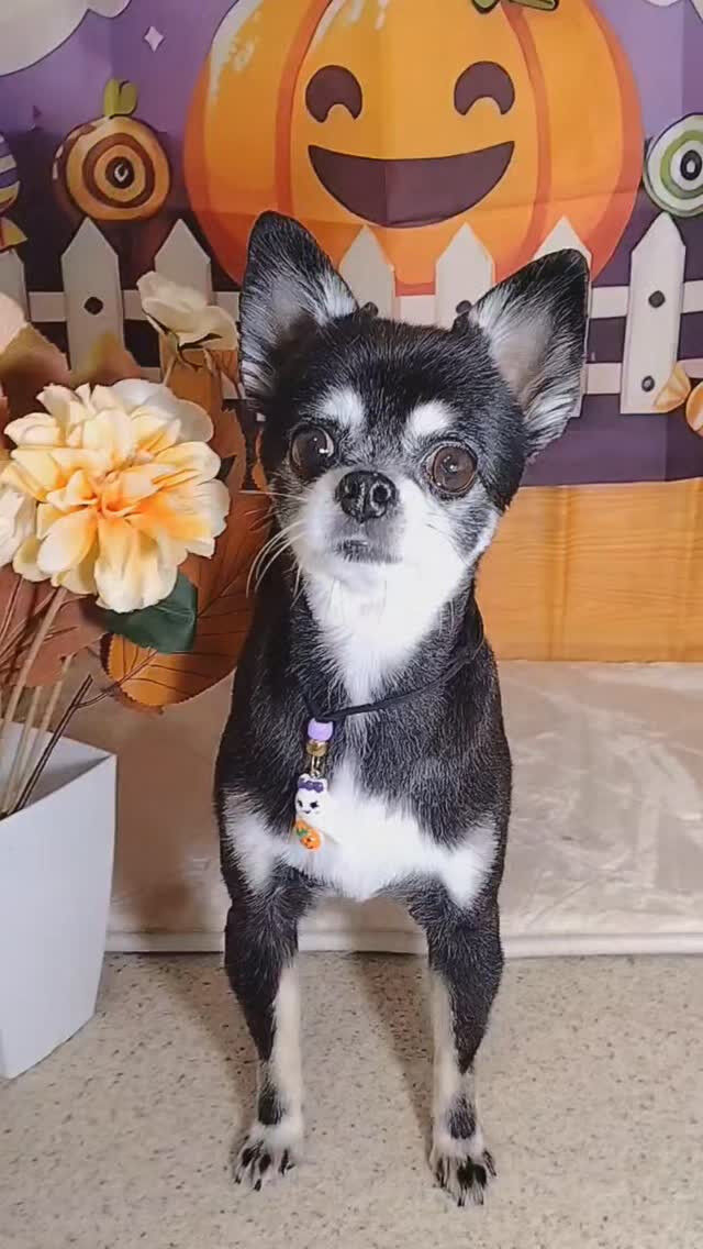 ラズちゃん🐶