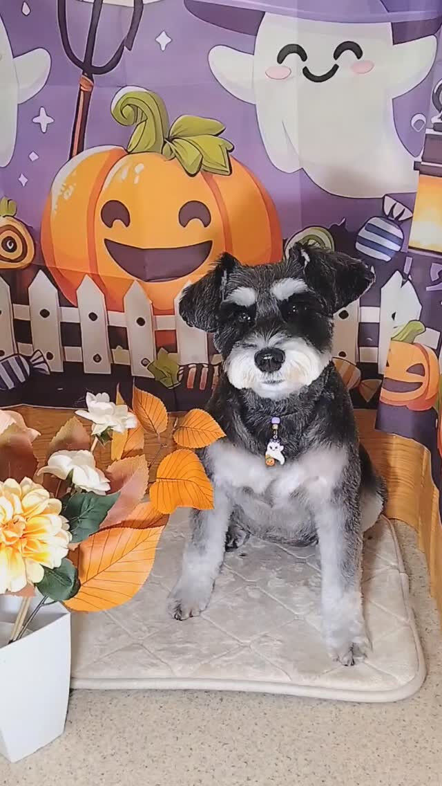 紅ちゃん🐶