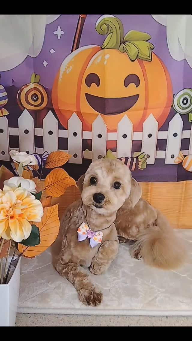 モカちゃん🐶