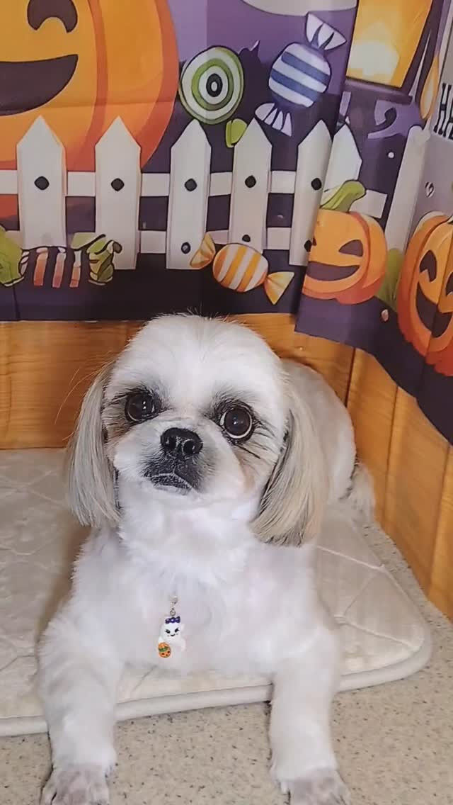 サランちゃん🐶