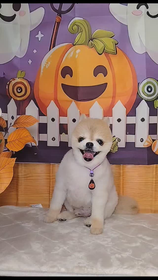 おもちちゃん🐶