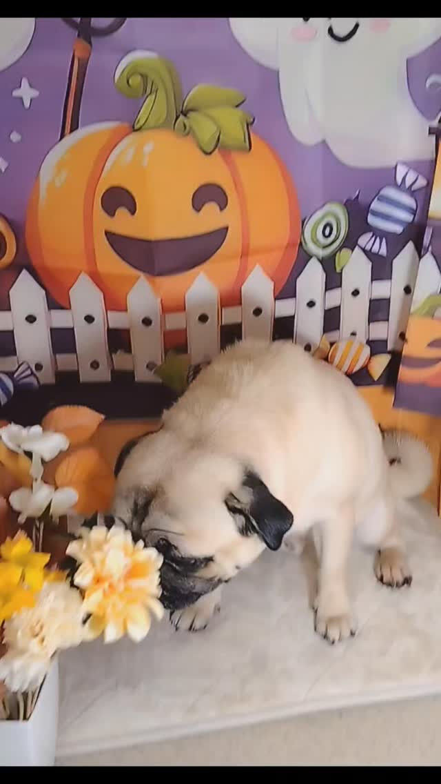 文豪朗くん🐶