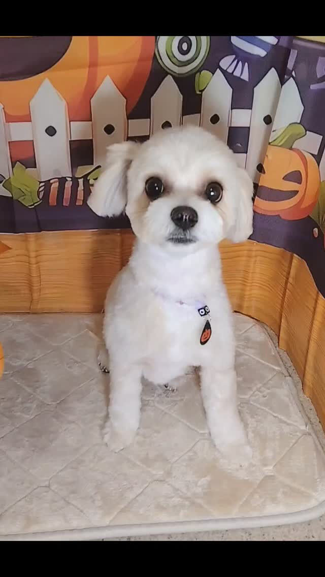 みうちゃん🐶