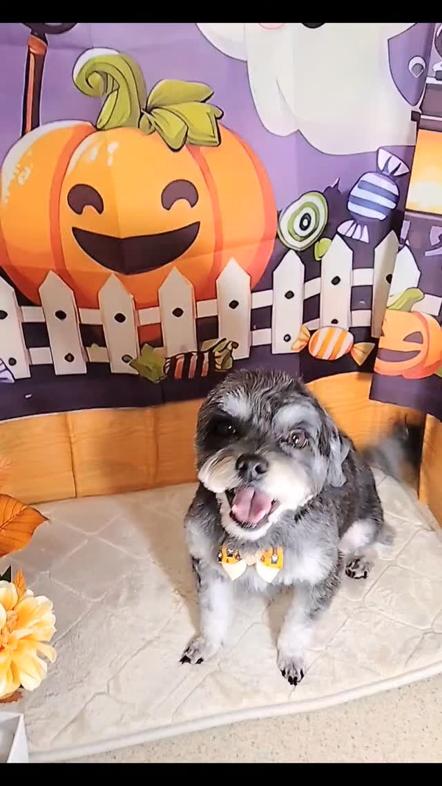 小鉄くん🐶