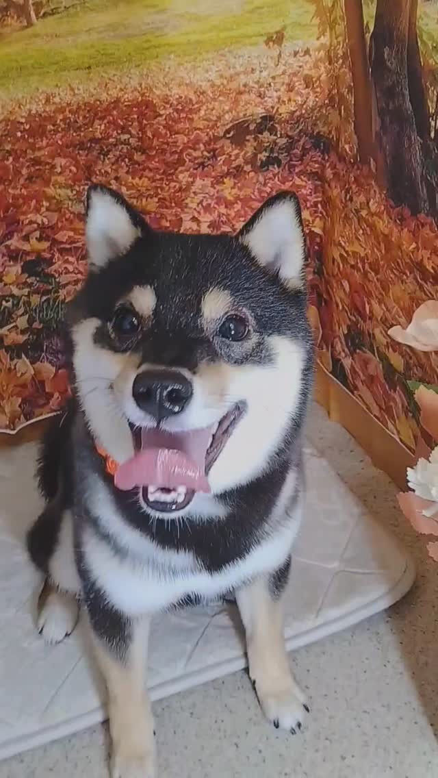 カイくん🐶