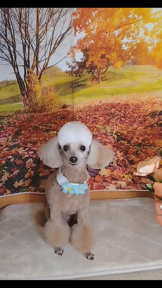 ニアちゃん🐶