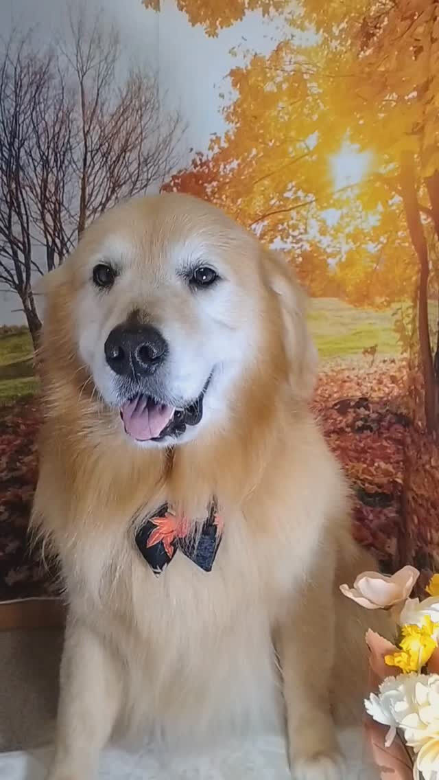 ココちゃん🐶