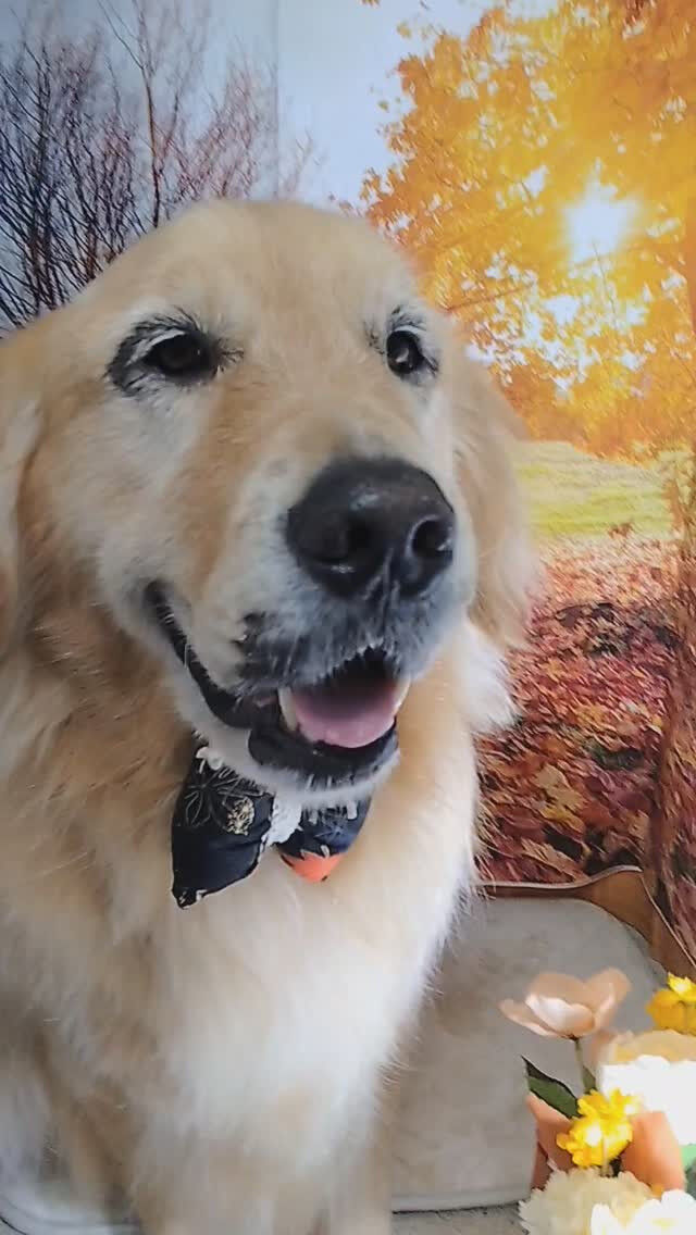 ビビちゃん🐶