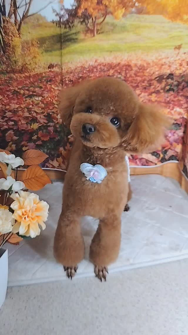 文ちゃん🐶