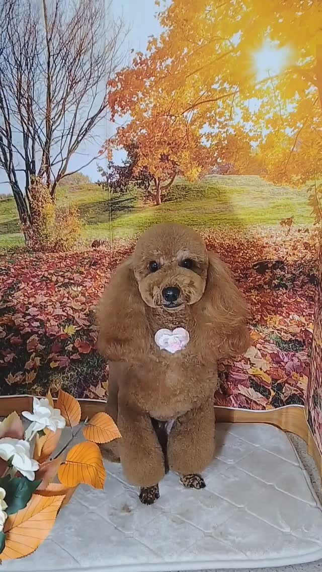 天ちゃん🐶