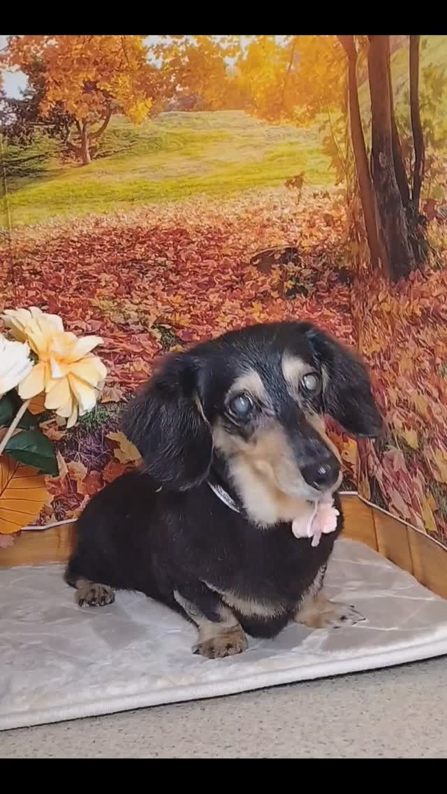 マロンちゃん🐶