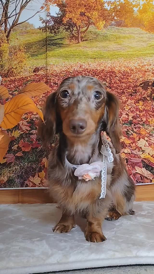 茶々ちゃん🐶