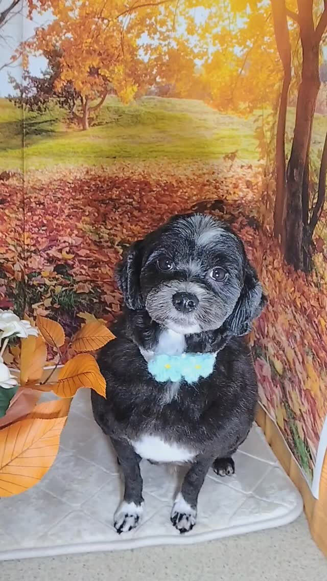 ノアちゃん🐶