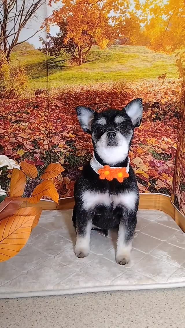 ウルちゃん🐶