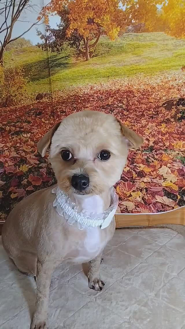 ぷりんちゃん🐶