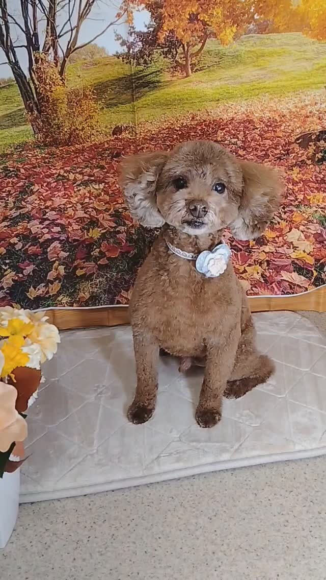 ココちゃん🐶