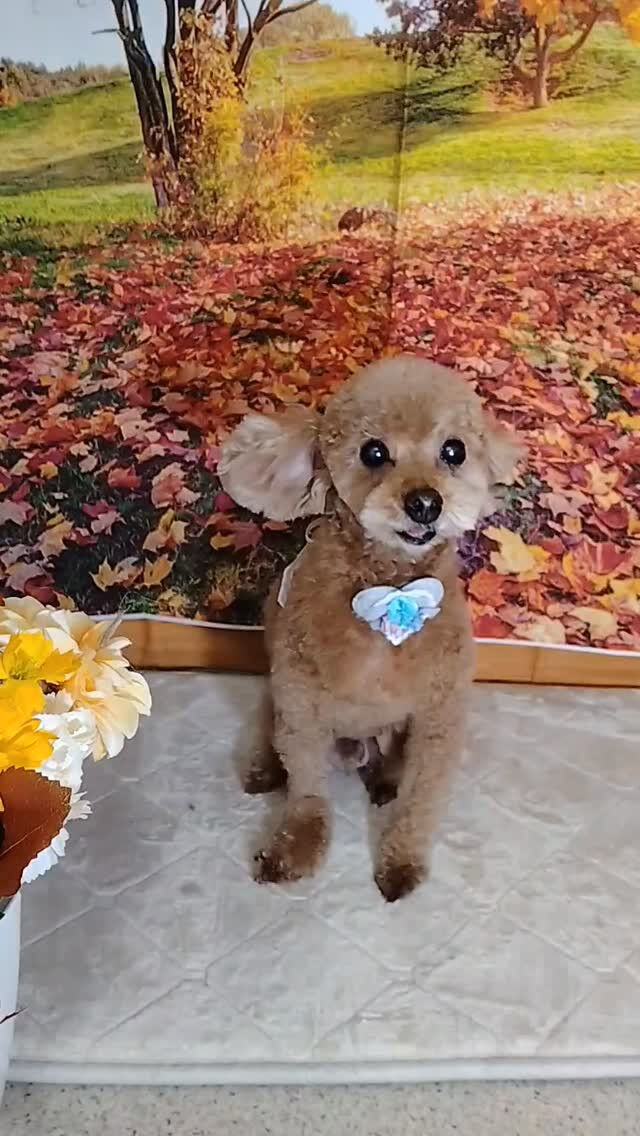チョコちゃん🐶