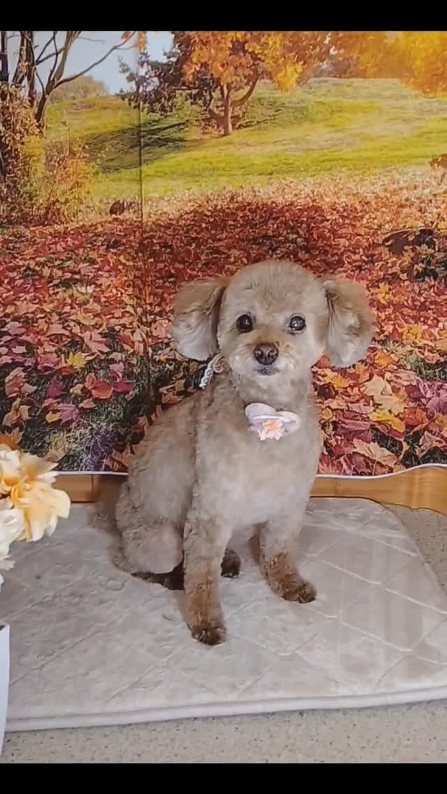 モカちゃん🐶
