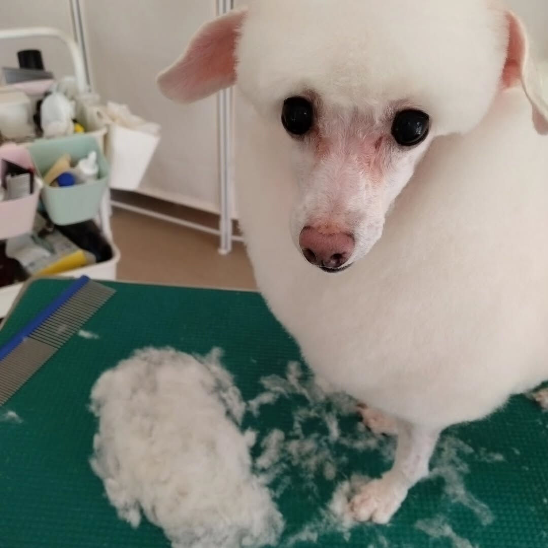トリミングサロンちゃんこハウスからのお知らせです🐶