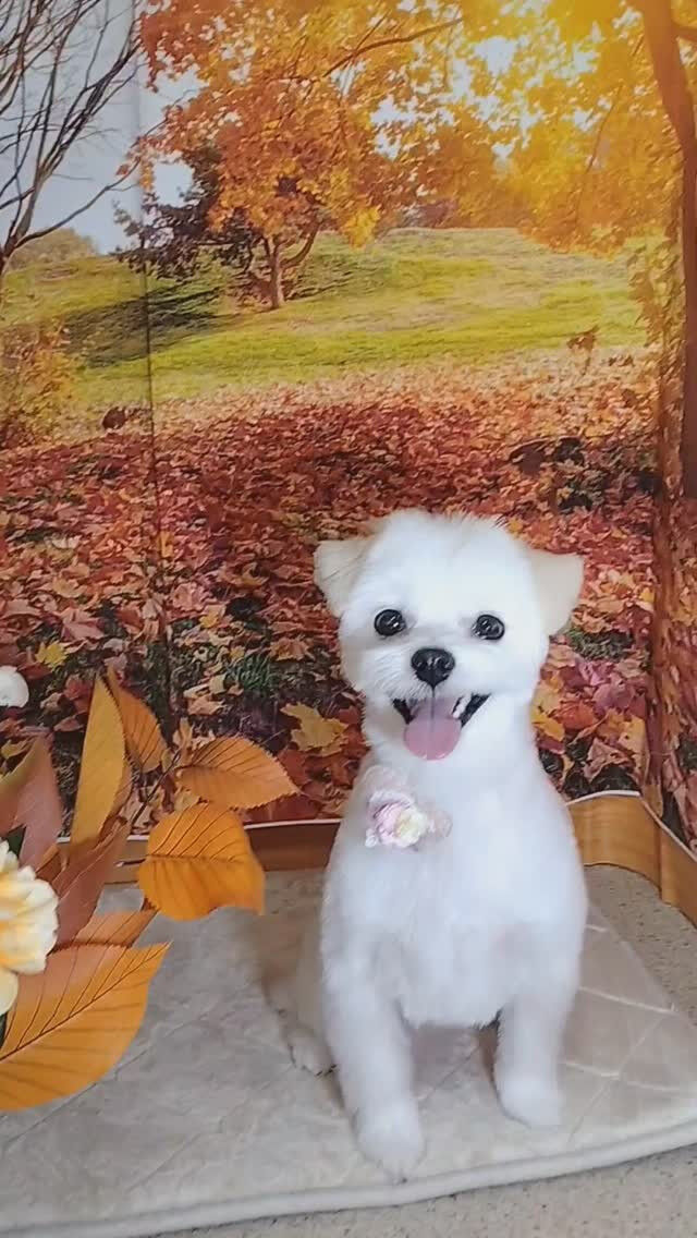 ゆきちゃん🐶