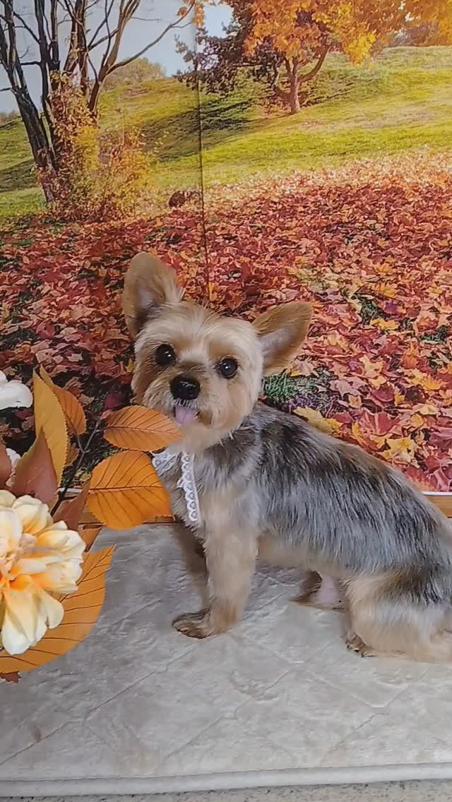 カイトくん🐶