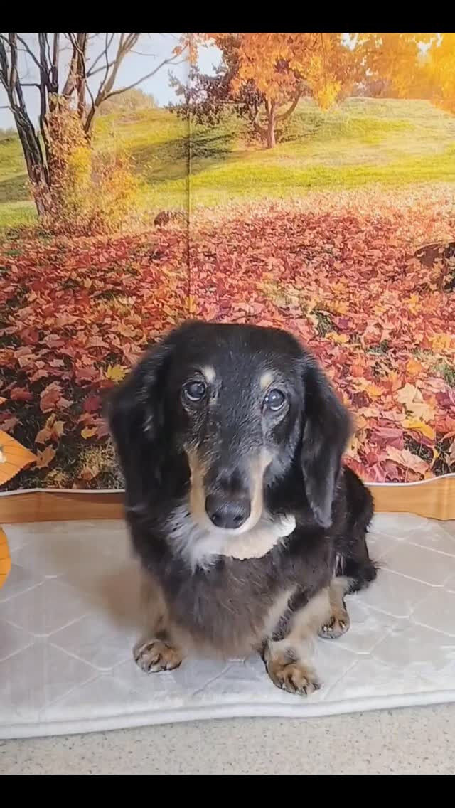 ザビエルくん🐶
