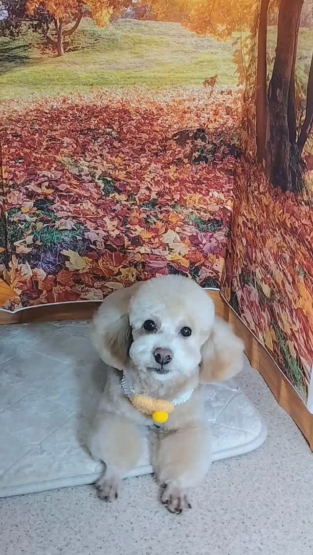 ロムくん🐶
