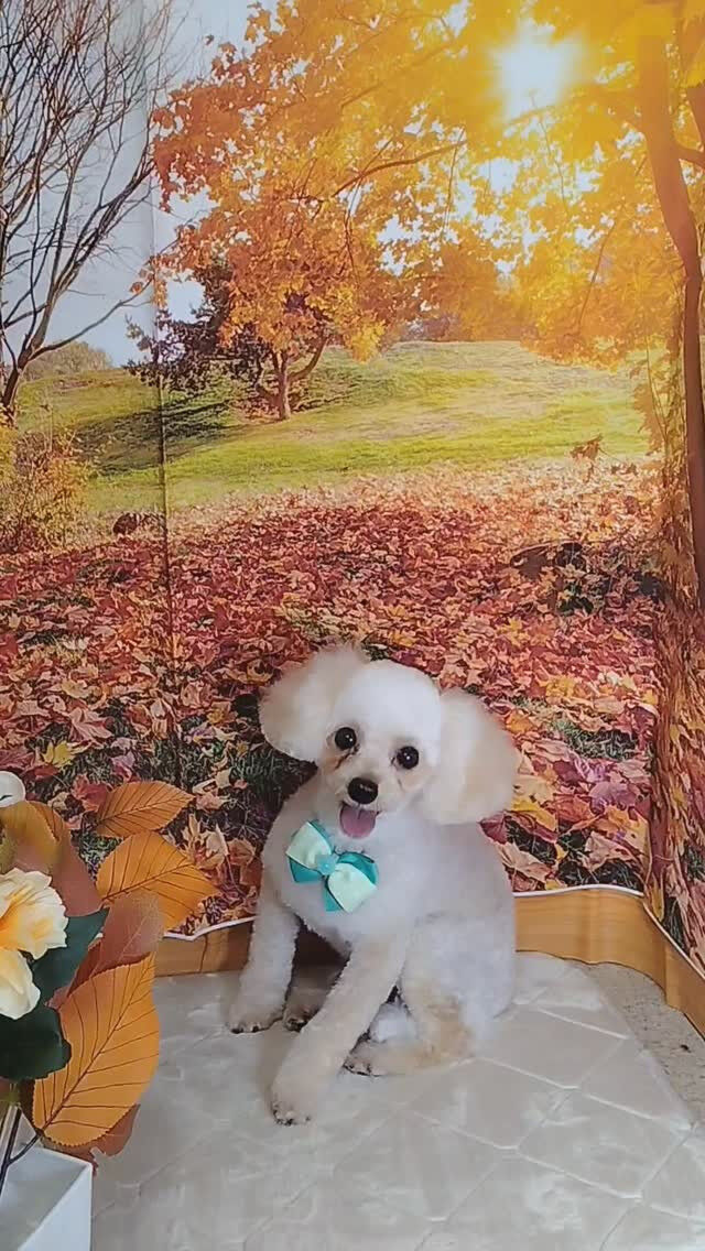 ハルちゃん🐶