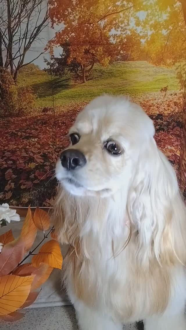 ペコちゃん🐶