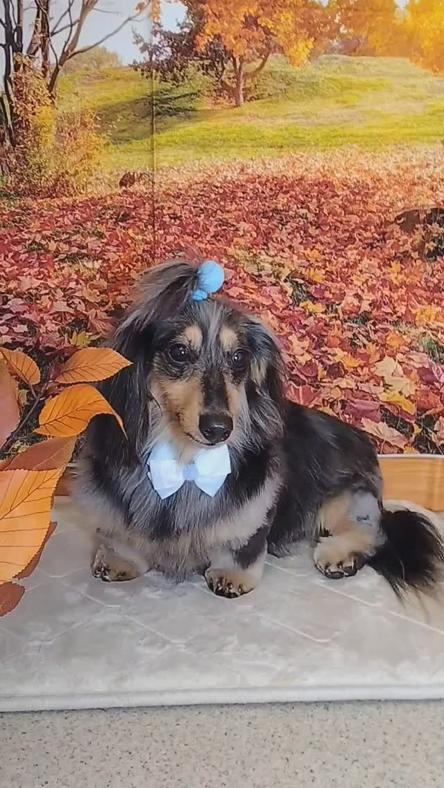 ジュースちゃん🐶