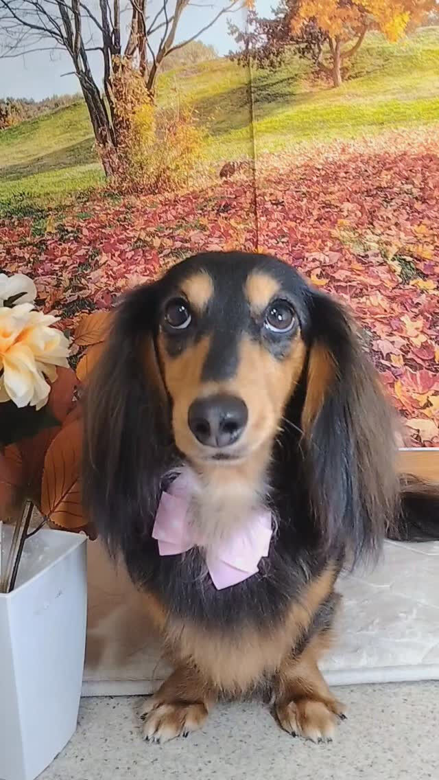 オズちゃん🐶
