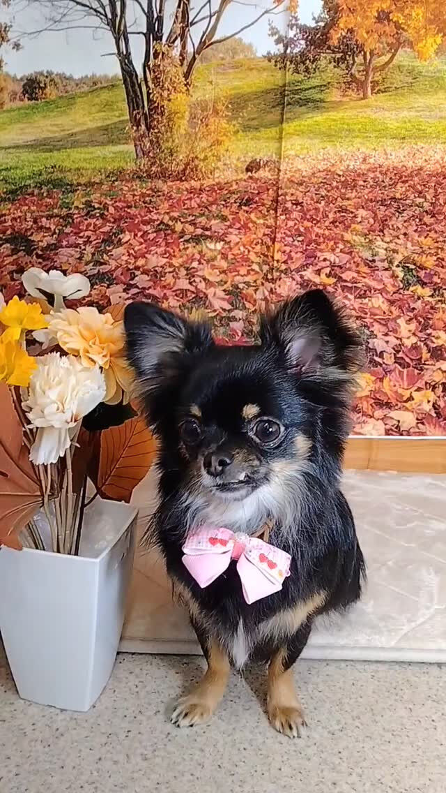 ラムちゃん🐶