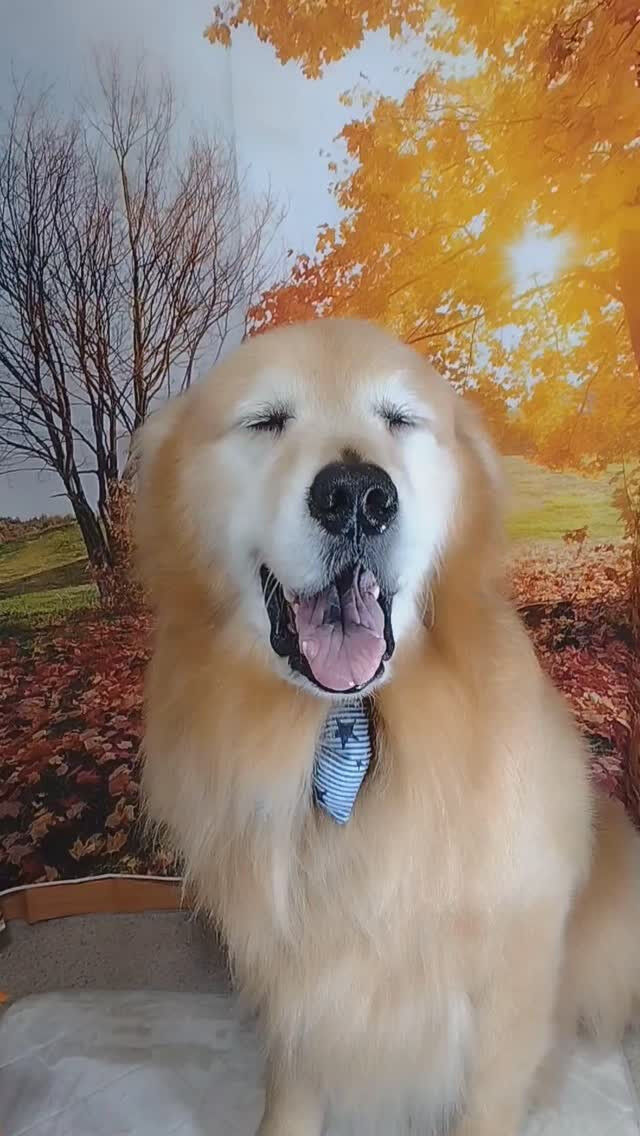 ココちゃん🐶